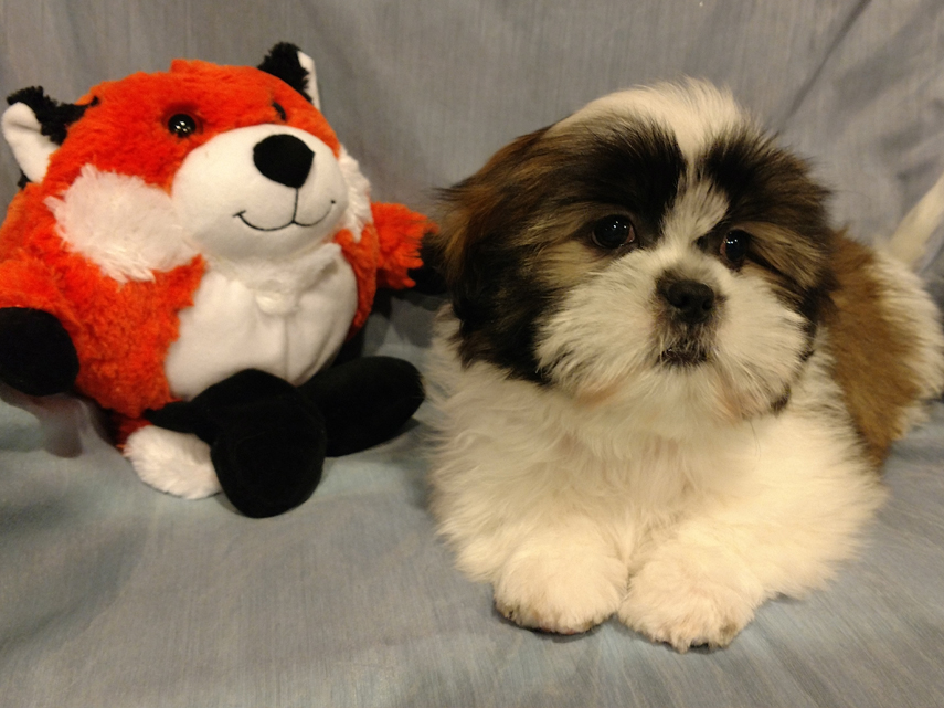 patiences, puppies, bostn, terrier, dog, breeder, townsend, de, delaware, puppies, for, sale, patiences-puppies, dog-breeder, puppies, pups, usda, inspected, inspection, records, for sale